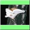 Piptoporus betulinus Birkenporling.jpg